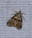 Neodavisia melusina - Hodges#5536.1 - photo 4