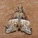 Neodavisia melusina - Hodges#5536.1 - photo 5