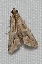 Neodavisia singularis - Hodges#5536