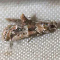 Neodavisia singularis - Hodges#5536 - photo 3