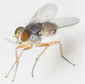 Neodexiopsis calopyga - photo 2