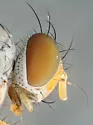 Neodexiopsis calopyga - photo 4