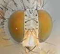 Neodexiopsis calopyga - photo 5