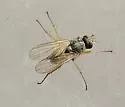 Neodexiopsis major