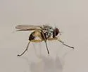 Neodexiopsis major - photo 2