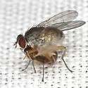 Neodexiopsis major - photo 3