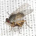 Neodexiopsis major - photo 4