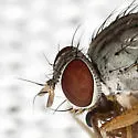 Neodexiopsis major - photo 5