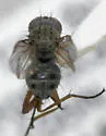 Neodexiopsis ovata - photo 2