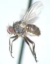 Neodexiopsis rufitibia
