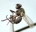 Neodexiopsis rufitibia - photo 2
