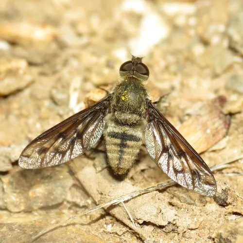 Neodiplocampta astrella