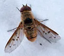 Neodiplocampta mira
