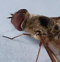 Neodiplocampta mira - photo 2