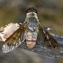 Neodiplocampta mira - photo 5