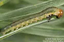 Abbot's Sawfly - photo 2