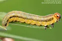 Abbot's Sawfly - photo 4