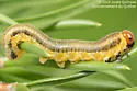 Abbot's Sawfly - photo 5
