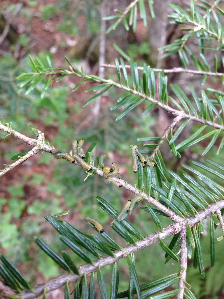 Balsam Fir Sawfly - photo 3