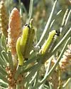 Neodiprion edulicolus