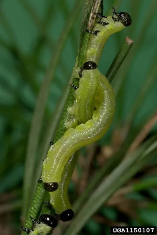 Black-headed Pine Sawfly