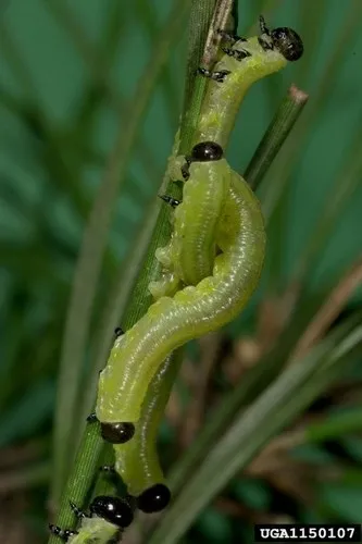 Black-headed Pine Sawfly - photo 2