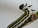 Neodiprion hetricki