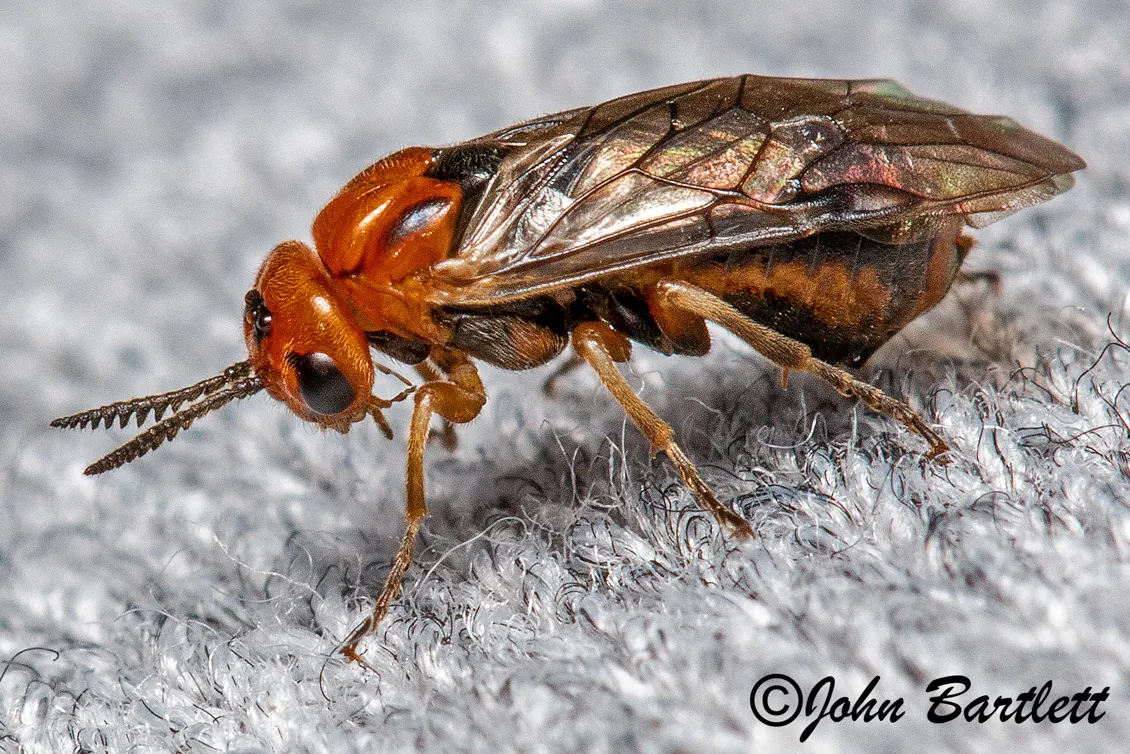 Red-headed Pine Sawfly