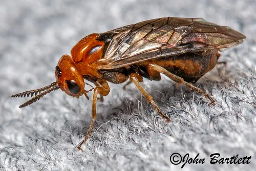 Red-headed Pine Sawfly - photo 2