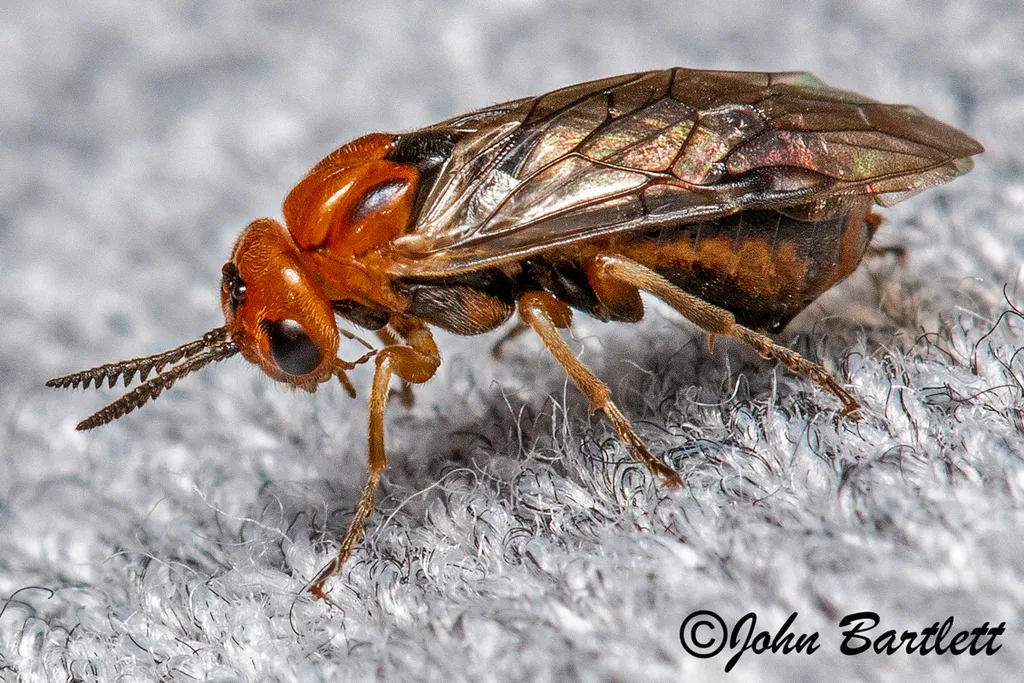 Red-headed Pine Sawfly - photo 3