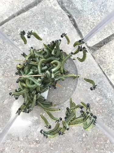 Neodiprion merkeli