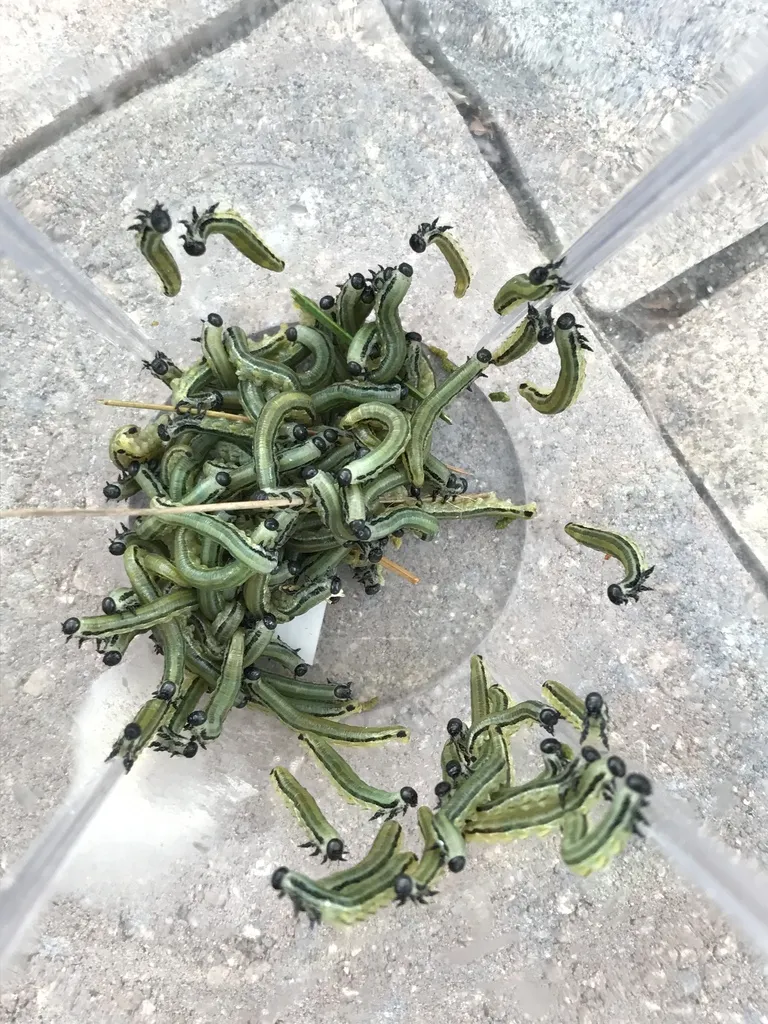 Neodiprion merkeli - photo 2