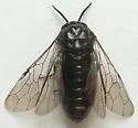 Neodiprion mundus