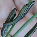 Neodiprion nanulus - Neodiprion nanulus
