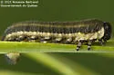 Neodiprion nanulus - photo 2