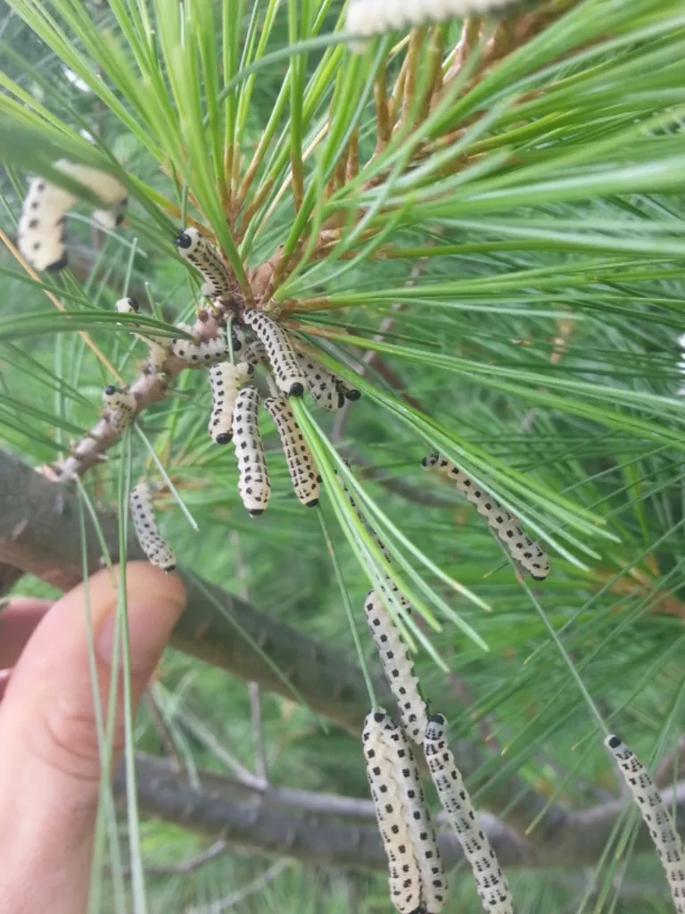 White Pine Sawfly