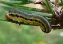 Neodiprion rugifrons