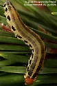 Neodiprion rugifrons - photo 2