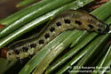 Neodiprion rugifrons - photo 3
