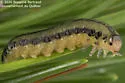 Swaine Jack Pine Sawfly