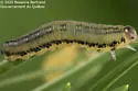 Swaine Jack Pine Sawfly - photo 2