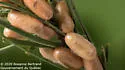 Swaine Jack Pine Sawfly - photo 3
