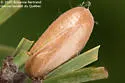 Swaine Jack Pine Sawfly - photo 4