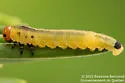 Swaine Jack Pine Sawfly - photo 5