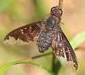 Neodiprion taedae - photo 2