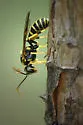 Neodiprion taedae - photo 3
