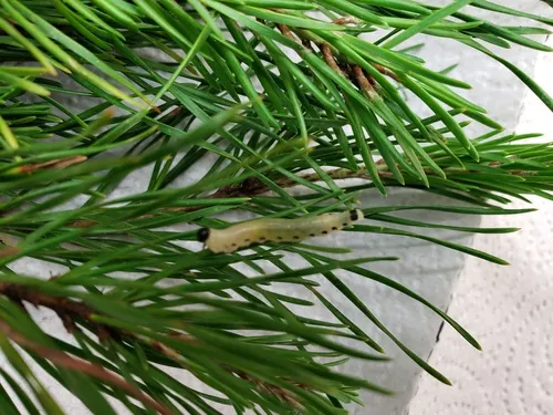Neodiprion virginiana