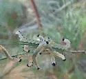 Neodiprion virginianus - photo 2