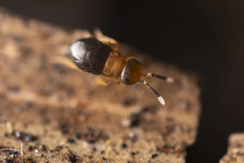 Neodusmetia sangwani - photo 2