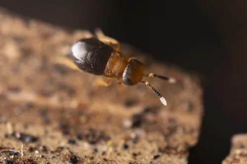 Neodusmetia sangwani - photo 3